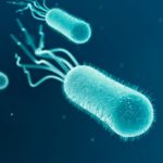 doencinja-E coli (4)