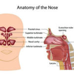 sinus-anatomy