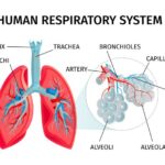 Human Anatomy Infographic Chart